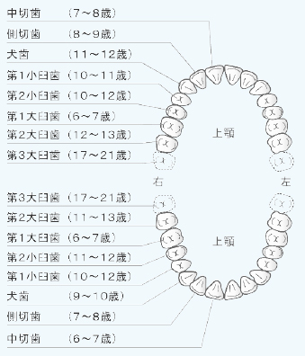 八重歯になる原因